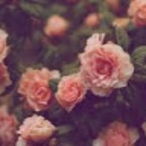 Meet your Posher, Breezey